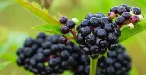 How to Choose the Best Quality Elderberry Extract Powder